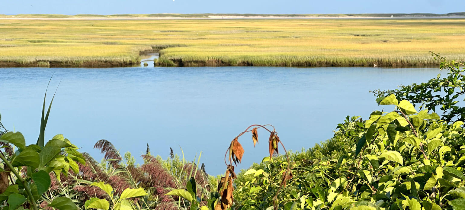 Water Marshland